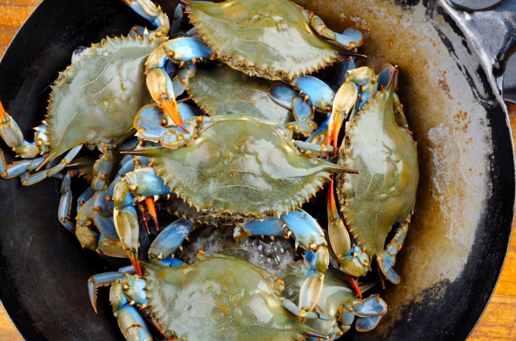 Palatka’s Blue Crab Festival Returns With Music, Food & Fun This Memorial Weekend