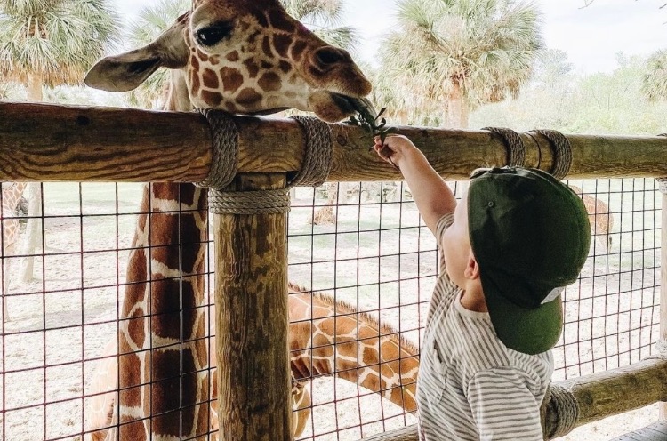 jacksonville zoo behind the scenes tour